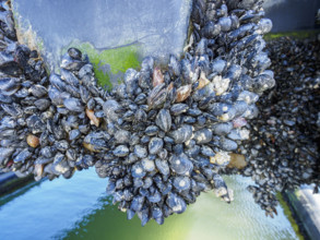 Pole covered with mussels by water
Vancouver, British Columbia, Canada