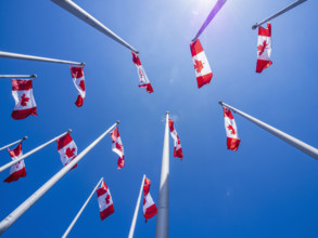 Low angle view of Canadian flags on flagpoles against blue sky on sunny day
Vancouver, British