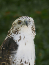 One eyed hawk looking at camera
Sitka, Alaska, USA