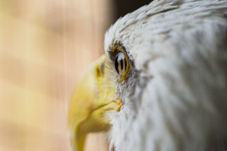 Close-up of head of Bald Eagle
Sitka, Alaska, USA