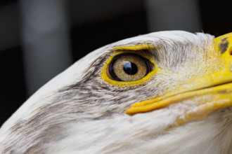 Close-up of head of Bald Eagle
Sitka, Alaska, USA