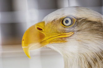 Close-up of head of Bald Eagle
Sitka, Alaska, USA