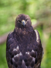 Golden Eagle looking at camera
Sitka, Alaska, USA