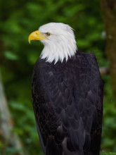 Bald Eagle perching on tree
Sitka, Alaska, USA