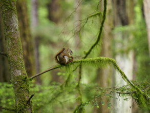 Squirrel sitting on moss covered branch, holding pine cone
Sitka, Alaska, USA