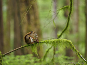 Squirrel sitting on moss covered branch, holding pine cone
Sitka, Alaska, USA