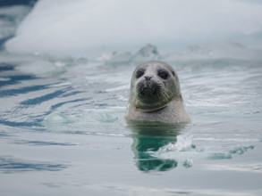 Seal in water near ice floe
Icy Bay, Alaska, USA