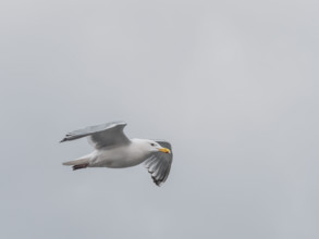 Seagull flying against gray sky
Kodiak Island, Alaska, USA