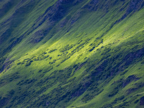 Sunlight on green hillside
Kodiak Island, Alaska, USA