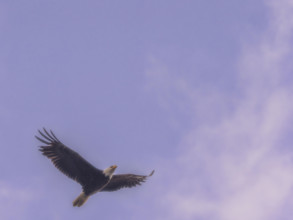 Bald eagle flying against sky
Kodiak Island, Alaska, USA