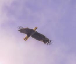 Bald eagle flying against sky
Kodiak Island, Alaska, USA