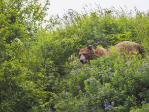 Brown bear in green flowering shrubs
Katmai National Park, Alaska, USA