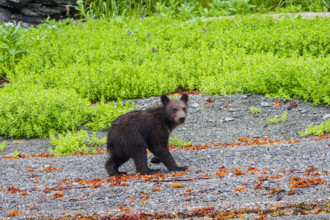 Brown bear cub in meadow
Katmai National Park, Alaska, USA