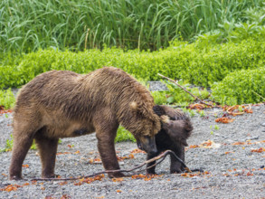 Brown bear adult with cub in meadow
Katmai National Park, Alaska, USA