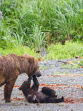 Brown bear adult with cub in meadow
Katmai National Park, Alaska, USA