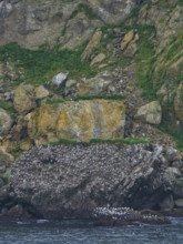 Colony of sea birds nesting on cliff
Unga Village, Alaska, USA