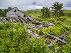 Abandoned wooden house in field
Unga Village, Alaska, USA