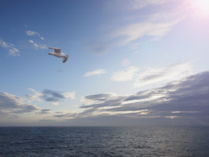 Seagull flying above sea against sky with clouds
Unga Village, Alaska, USA