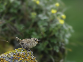 Northern house wren (Troglodytes aedon) on rock covered with lichen
St Paul, Alaska, USA