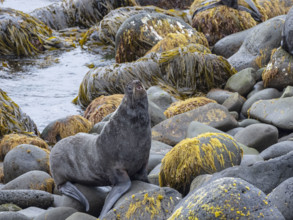 Seal on coastal rocks covered with lichen
St Paul, Alaska, USA