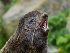 Close-up of seal with mouth open
St Paul, Alaska, USA