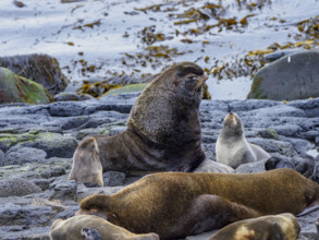 Fur seals on rocky coast
St Paul, Alaska, USA