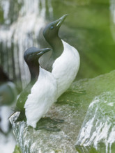 Common murres (Uria aalge) on rock
St Paul, Alaska, USA