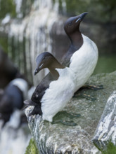 Common murres (Uria aalge) on rock
St Paul, Alaska, USA