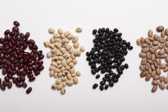 Overhead view of various kinds of beans on white background
New York City, NY USA