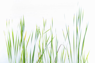 Cattail reeds in lake mist
Stillwater, New Jersey, USA