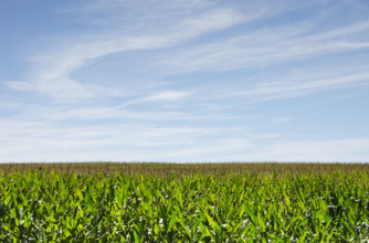 Wispy clouds above green cornfield
Stillwater, New Jersey, USA