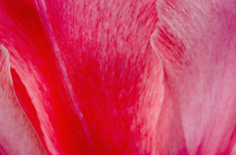 Close-up detail of red rose petals
Mendham, New Jersey, USA