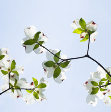 Low angle view of dogwood tree in bloom against sky
Mendham, New Jersey, USA