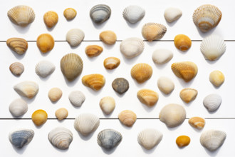 Overhead view of assortment of sea shells on white wooden surface
Hampstead, North Carolina, USA