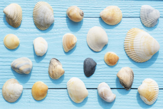 Overhead view of assortment of sea shells on blue wooden surface
Hampstead, North Carolina, USA