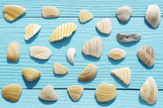 Overhead view of pieces of broken sea shells on blue wooden surface
Hampstead, North Carolina, USA