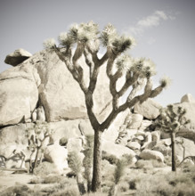 Joshua trees at Cap Rock in Joshua Tree National Park
Joshua Tree, California, USA