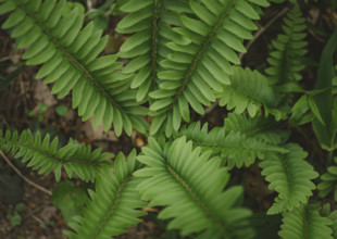 Close-up of fern growing in forest
Blacksburg, Virginia, USA