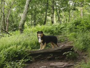 Australian Shepard standing in forest
Blacksburg, Virginia, USA