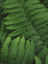 Close-up of green fern leaves
Blacksburg, Virginia, USA