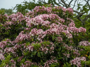 Pink blooming Mountain Laurel bush
Blacksburg, Virginia, USA