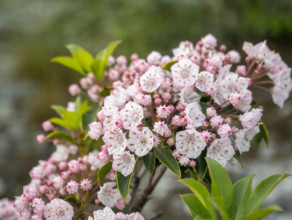 Close-up of pink blooming Mountain Laurel bush
Blacksburg, Virginia, USA