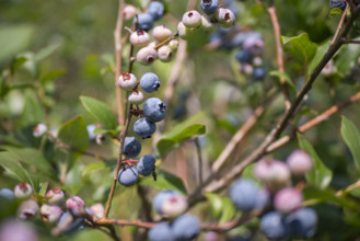 Close-up of blueberries on bush
Blacksburg, Virginia, USA