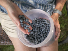 Midsection of woman holding bucket of freshly picked blueberries
Blacksburg, Virginia, USA