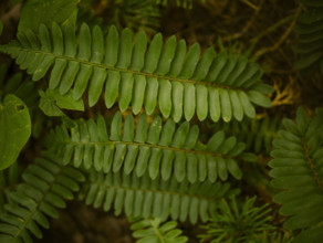 Close-up of green fern leaves
Mountain Lake Conservancy, Virginia, USA