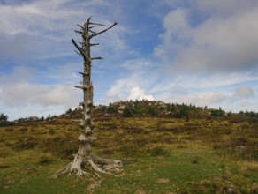 Dead tree in mountain landscape
Mount Rogers National Recreation Area, Virginia, USA