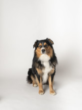 Studio shot of Black Tri Australian Shepard sitting on white background
Blacksburg, Virginia, USA