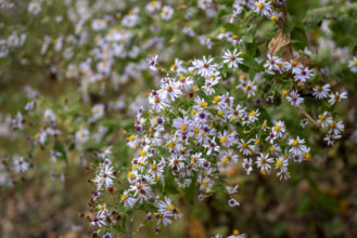 Close-up of purple wildflowers
Floyd, Virginia, USA