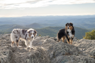 Two Australian Shepards on rocky mountain peak
Floyd, Virginia, USA