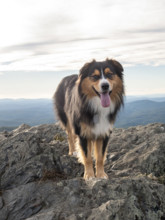 Australian Shepard on rocky mountain peak
Floyd, Virginia, USA